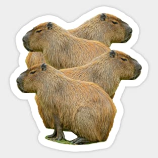Capybara Stack Sticker